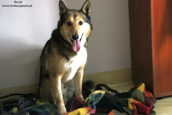 Pies do adopcji, Nowy Dwór Mazowiecki, 11 lutego 2025 (2/5)