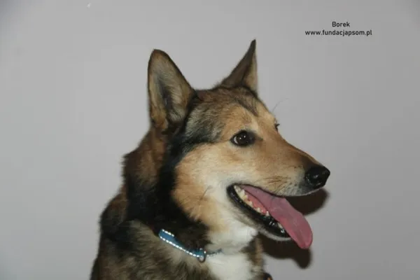 Pies do adopcji, Nowy Dwór Mazowiecki, 11 lutego 2025 (3/5)