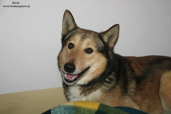 Pies do adopcji, Nowy Dwór Mazowiecki, 11 lutego 2025 (4/5)