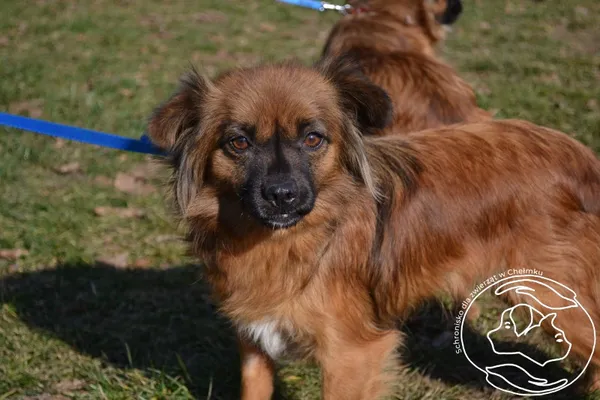 Pies do adopcji, Chełmek, 20 stycznia 2025