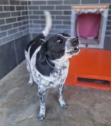 Znaleziono psa, Wrocław, 1 lutego 2025