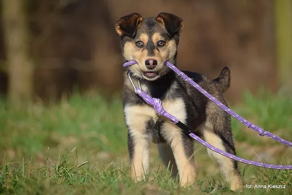 Znaleziono psa, Toruń, 1 lutego 2025