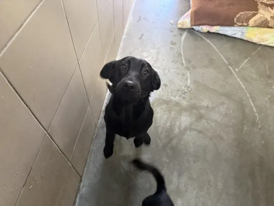 Pies do adopcji, Kraków, 28 stycznia 2025