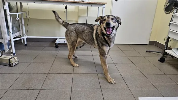 Pies do adopcji, Choszczno, 10 lutego 2025