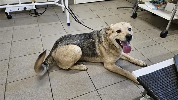 Pies do adopcji, Choszczno, 10 lutego 2025