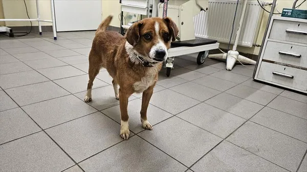 Pies do adopcji, Choszczno, 6 lutego 2025
