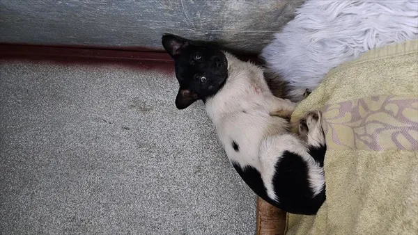 Pies do adopcji, Choszczno, 3 lutego 2025