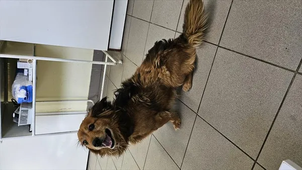 Pies do adopcji, Choszczno, 29 stycznia 2025