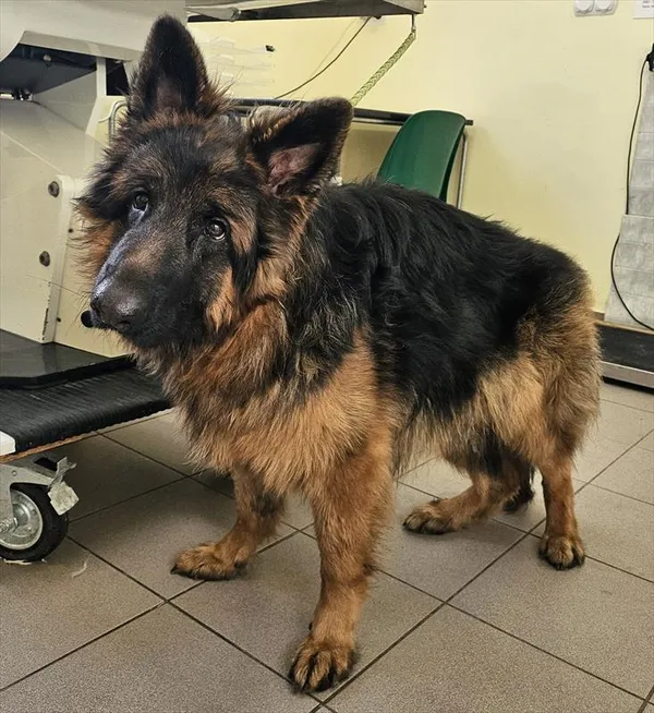 Pies do adopcji, Choszczno, 18 stycznia 2025