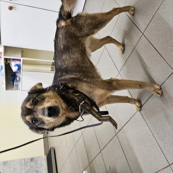 Pies do adopcji, Choszczno, 17 stycznia 2025