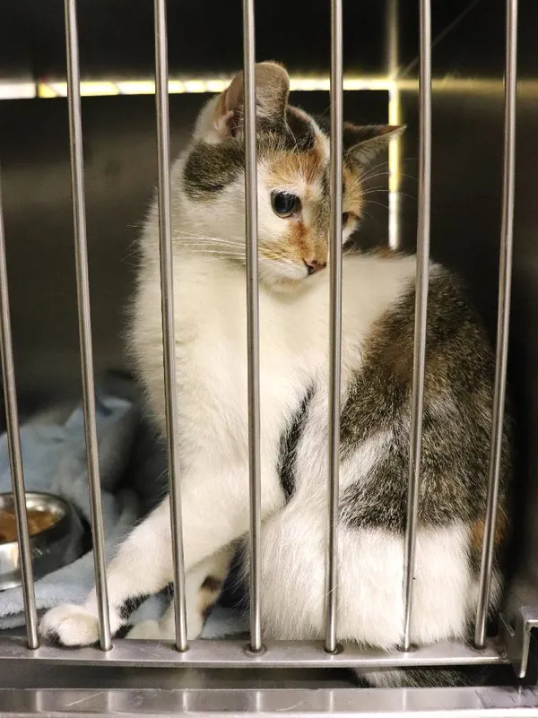 Znaleziono kota, Łódź, 11 lutego 2025 (1/3)