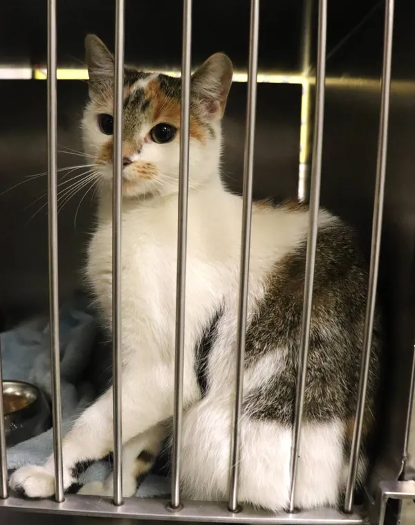 Znaleziono kota, Łódź, 11 lutego 2025 (2/3)