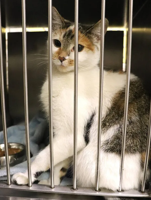 Znaleziono kota, Łódź, 11 lutego 2025 (3/3)