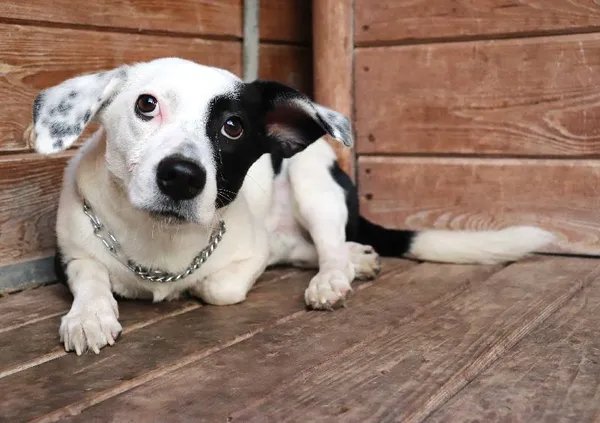 Znaleziono psa, Łódź, 11 lutego 2025 (1/5)