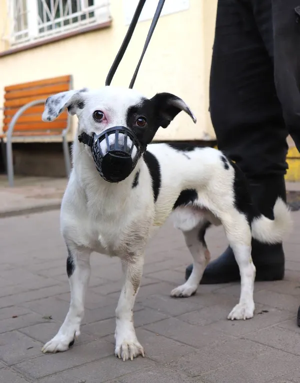 Znaleziono psa, Łódź, 11 lutego 2025 (5/5)