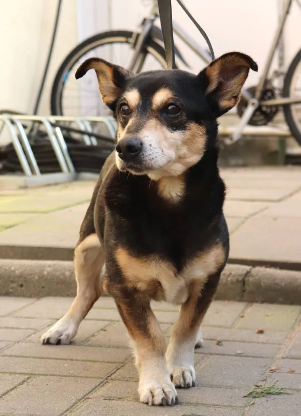 Znaleziono psa, Łódź, 11 lutego 2025 (1/5)