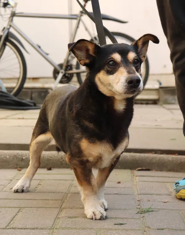 Znaleziono psa, Łódź, 11 lutego 2025 (2/5)