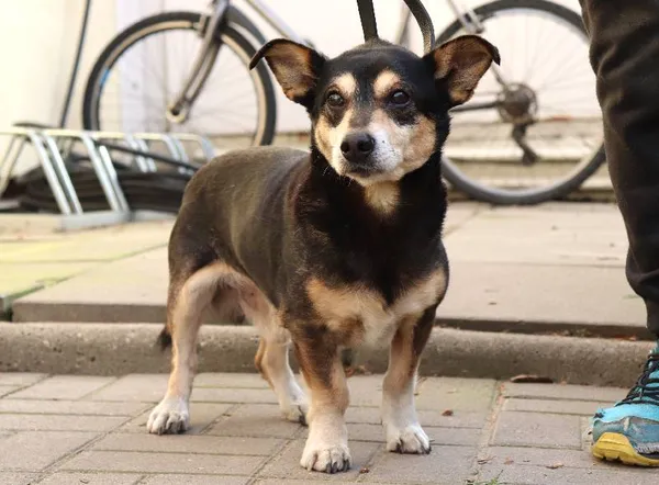 Znaleziono psa, Łódź, 11 lutego 2025 (3/5)