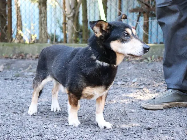 Znaleziono psa, Łódź, 11 lutego 2025 (4/5)