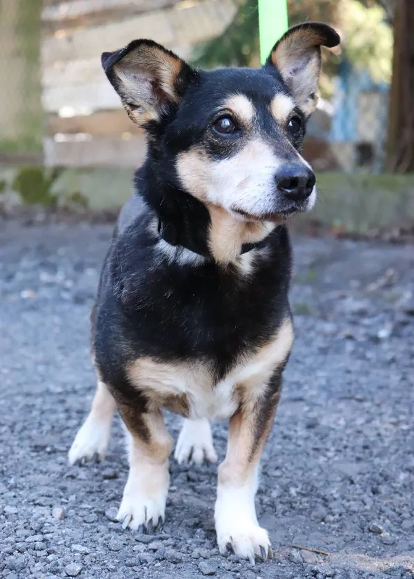 Znaleziono psa, Łódź, 11 lutego 2025 (5/5)