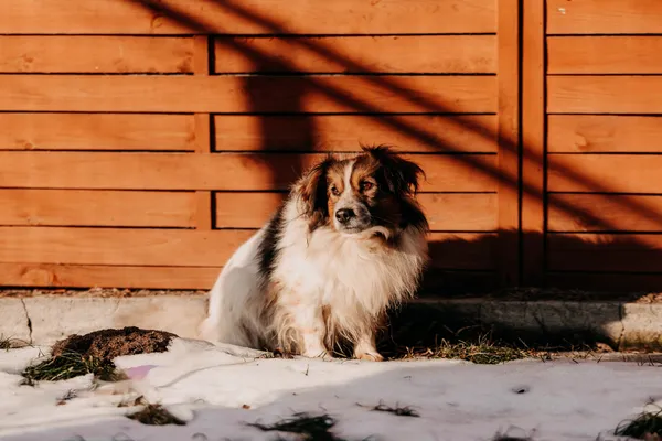 Pies do adopcji, Czartki, 12 lutego 2025 (1/5)