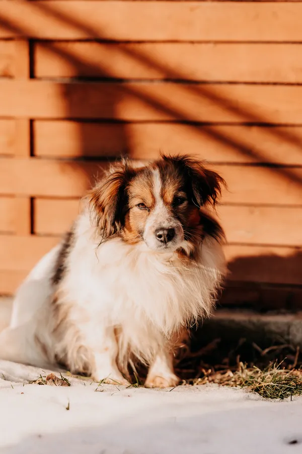 Pies do adopcji, Czartki, 12 lutego 2025 (2/5)