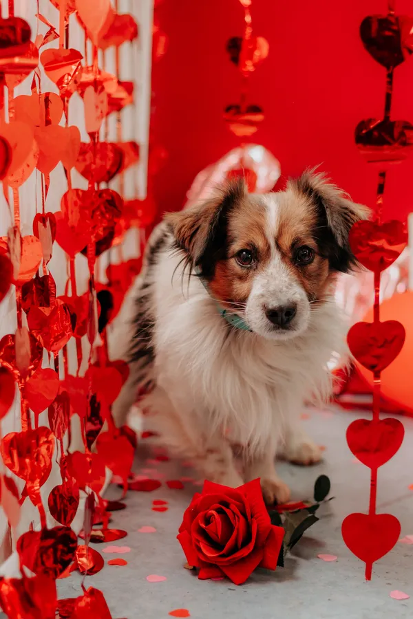 Pies do adopcji, Czartki, 12 lutego 2025 (4/5)