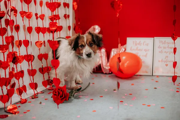 Pies do adopcji, Czartki, 12 lutego 2025 (5/5)