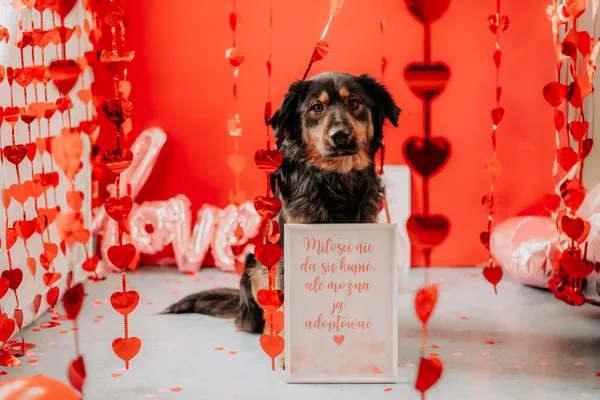 Pies do adopcji, Czartki, 12 lutego 2025 (2/5)