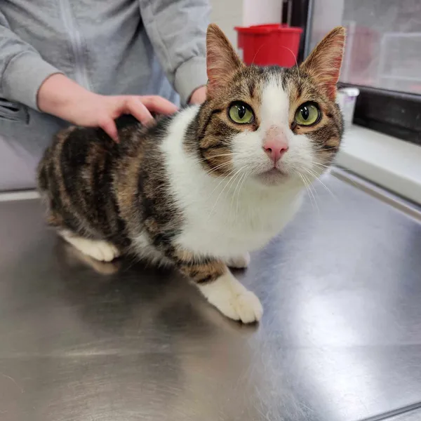 Znaleziono kota, Olsztyn, 11 lutego 2025