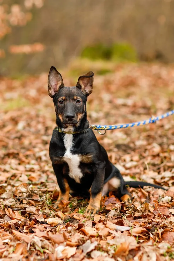 Pies do adopcji, Elbląg, 12 lutego 2025 (2/5)