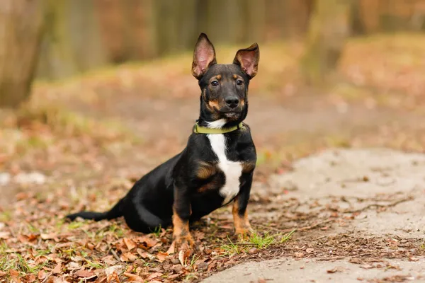 Pies do adopcji, Elbląg, 12 lutego 2025 (3/5)