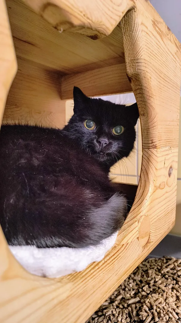 Kot do adopcji, Gdynia, 12 lutego 2025 (4/4)