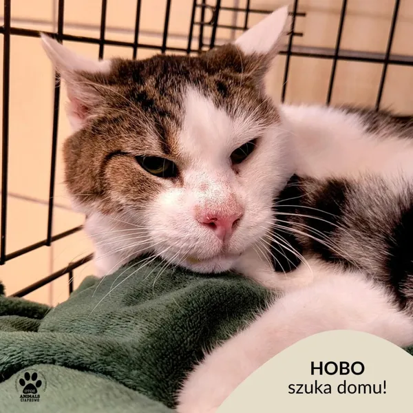 Kot do adopcji, Gdynia, 12 lutego 2025 (1/4)