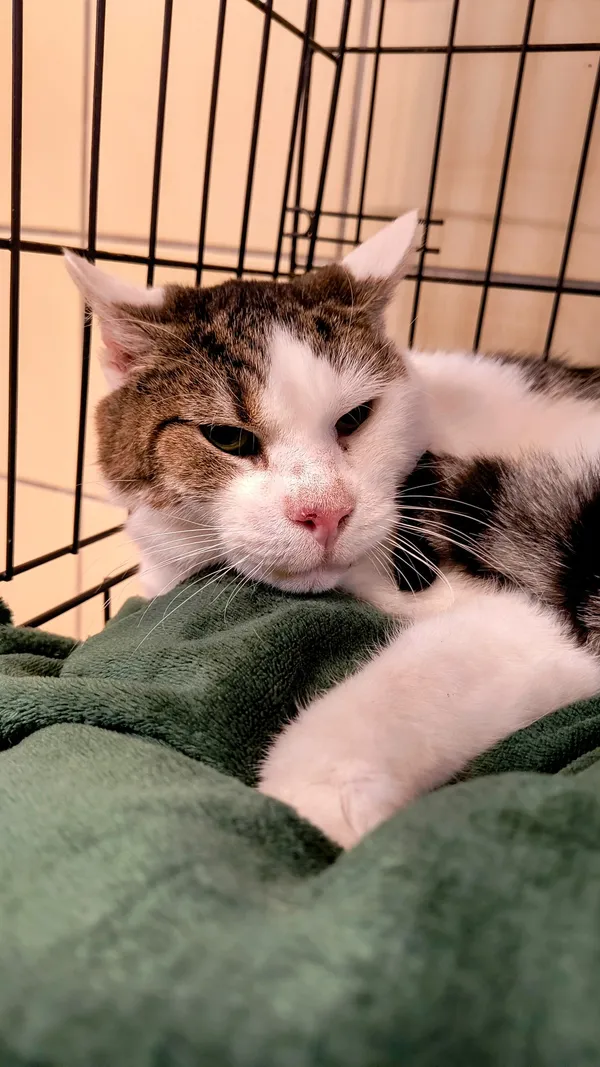 Kot do adopcji, Gdynia, 12 lutego 2025 (4/4)