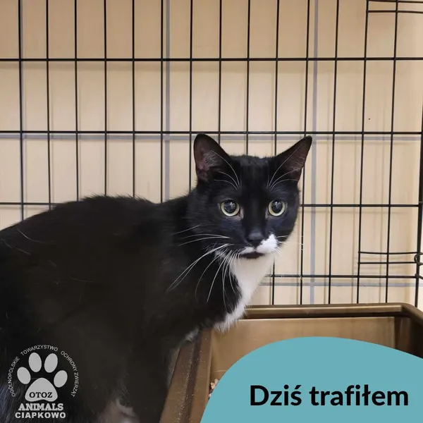 Znaleziono kota, Gdynia, 12 lutego 2025