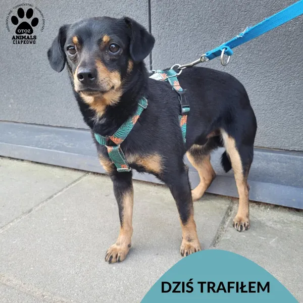 Znaleziono psa, Gdynia, 9 lutego 2025