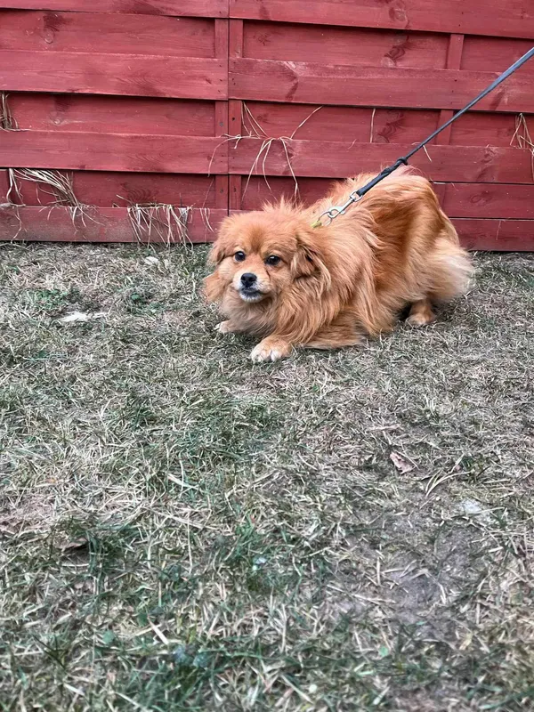 Znaleziono psa, Czartki, 12 lutego 2025