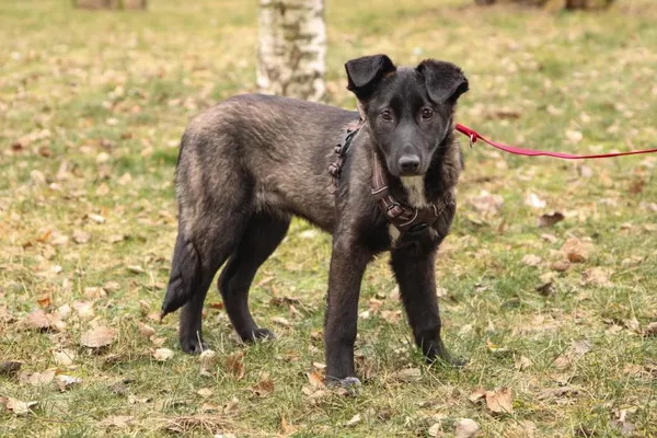 Znaleziono psa, Toruń, 26 stycznia 2025