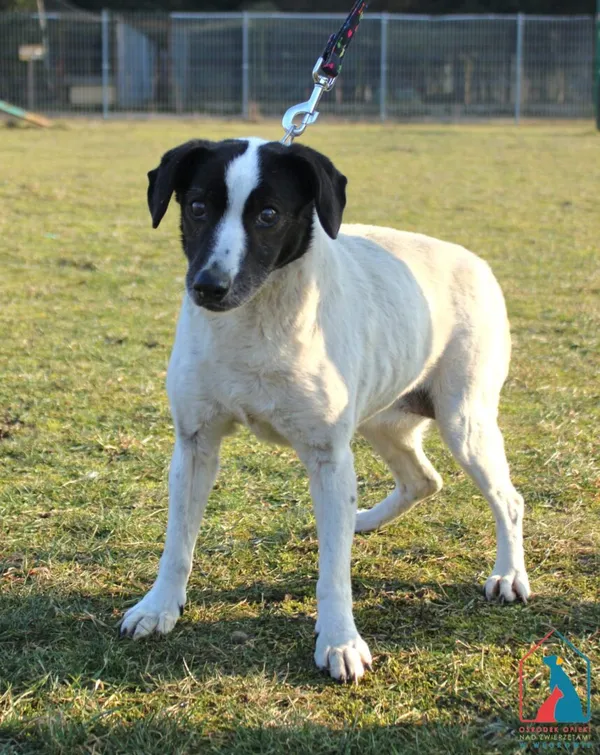 Pies do adopcji, Grudziądz, 11 lutego 2025