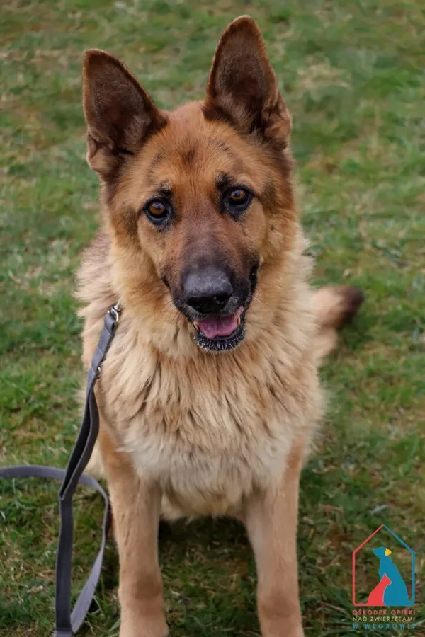 Pies do adopcji, Grudziądz, 17 stycznia 2025 (2/5)