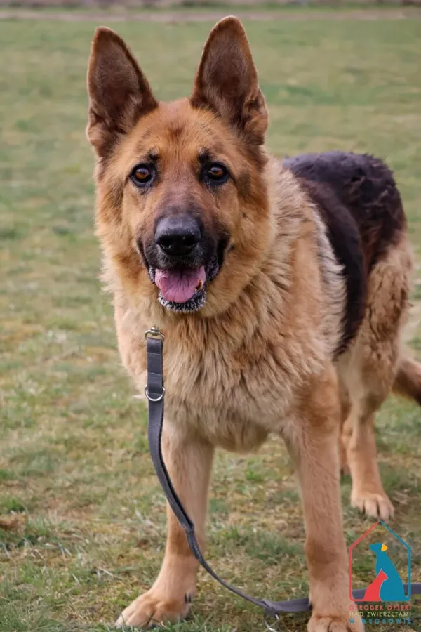 Pies do adopcji, Grudziądz, 17 stycznia 2025 (3/5)