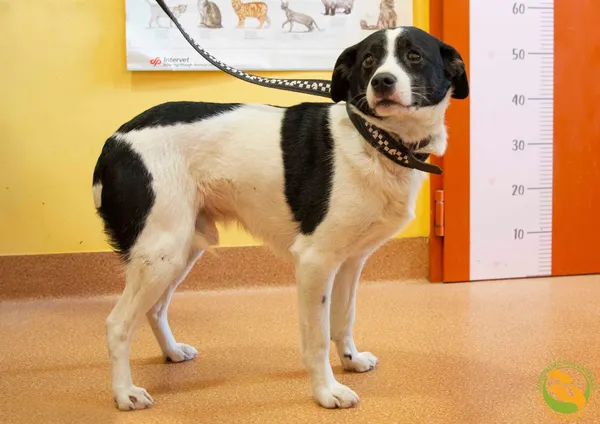 Znaleziono psa, Skałowo, 13 lutego 2025 (2/3)