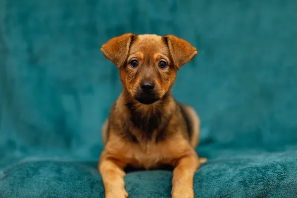 Pies do adopcji, Elbląg, 13 lutego 2025 (3/5)