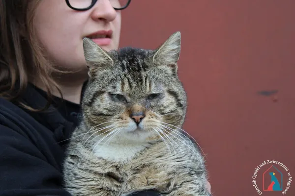 Kot do adopcji, Grudziądz, 23 kwietnia 2024