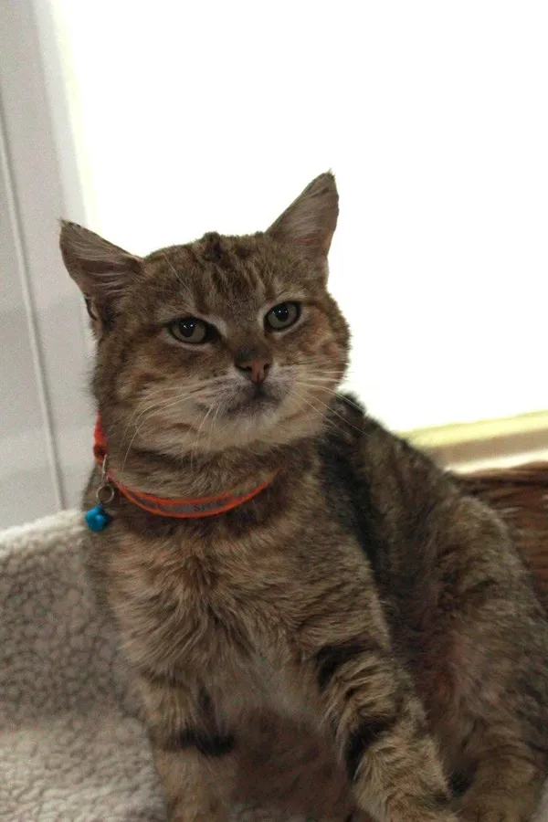 Kot do adopcji, Orzechowce, 11 lutego 2025 (1/2)