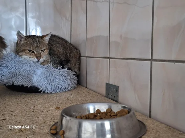 Kot do adopcji, Orzechowce, 11 lutego 2025 (2/2)