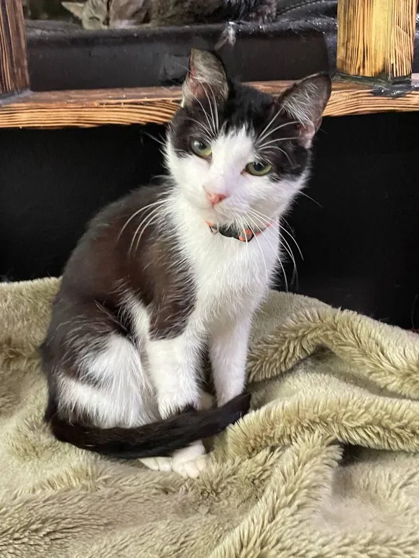 Kot do adopcji, Orzechowce, 11 lutego 2025 (1/2)