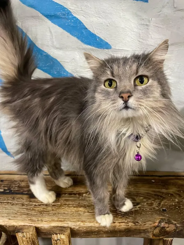 Kot do adopcji, Orzechowce, 11 lutego 2025 (1/2)