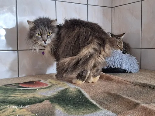 Kot do adopcji, Orzechowce, 11 lutego 2025 (2/2)